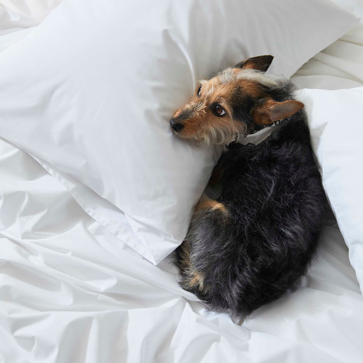 Classic Percale Duvet Cover F1