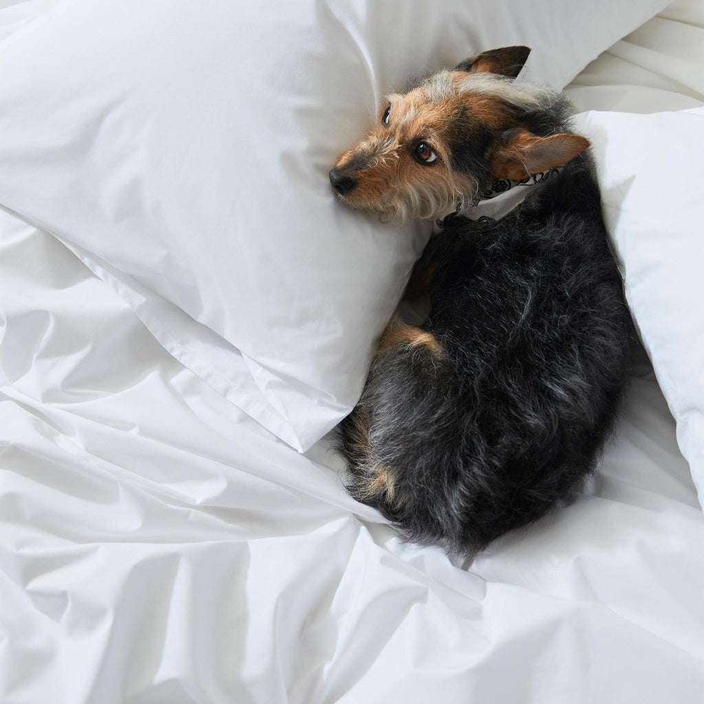 Classic Percale Core Sheet Set F0