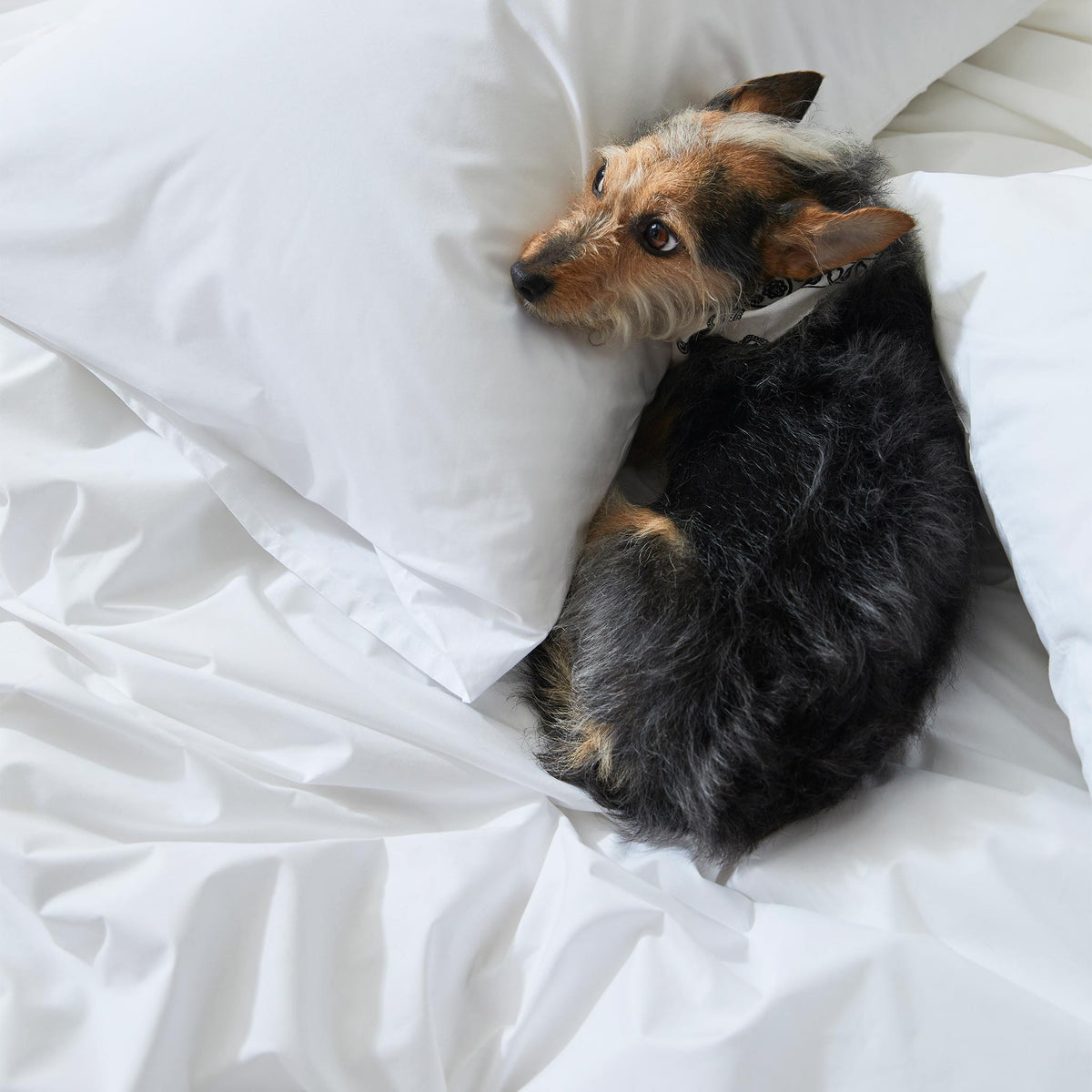 Classic Percale Core Sheet Set S0