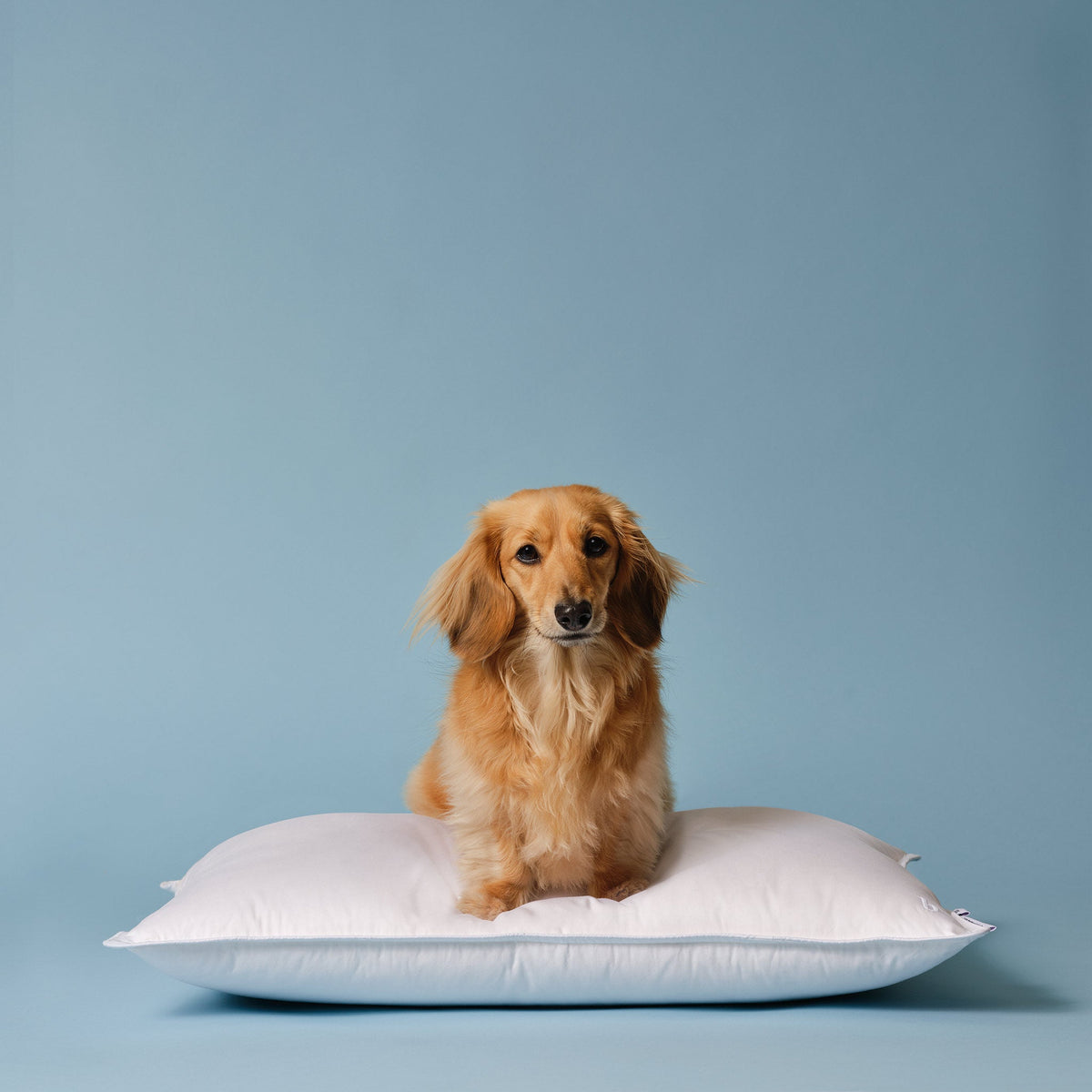 Down Pillow B8