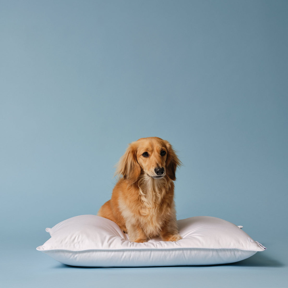 Down Pillow B8