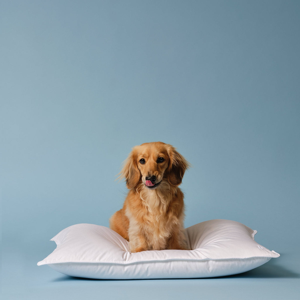 Down Pillow B8